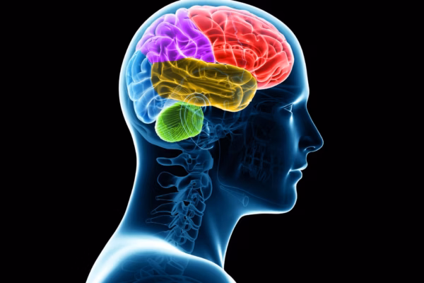 Image of brain inside head